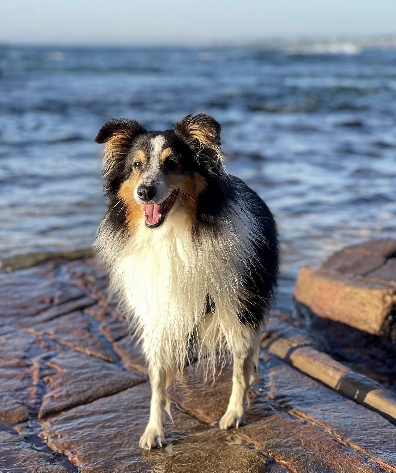 A happy tri-colour sheltie standing on wet rocks by the water